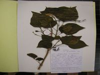 Herbarium sample